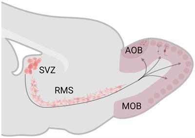 Behavioral evidence of the functional interaction between the main and accessory olfactory system suggests a large olfactory system with a high plastic capability